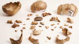 Образцы древних костей, из которых были взяты самые древние геномы человека в Британии