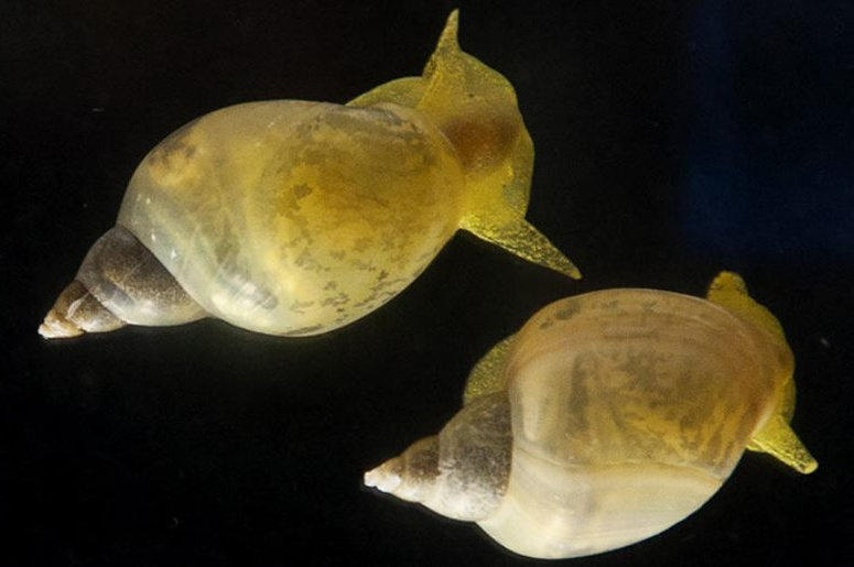 в какую сторону закручена раковина у улитки. Смотреть фото в какую сторону закручена раковина у улитки. Смотреть картинку в какую сторону закручена раковина у улитки. Картинка про в какую сторону закручена раковина у улитки. Фото в какую сторону закручена раковина у улитки в какую сторону закручена раковина у улитки. Смотреть фото в какую сторону закручена раковина у улитки. Смотреть картинку в какую сторону закручена раковина у улитки. Картинка про в какую сторону закручена раковина у улитки. Фото в какую сторону закручена раковина у улитки