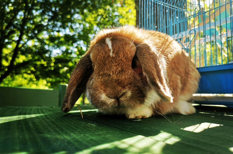 Босерон – описание породы, характер и особенности ухода