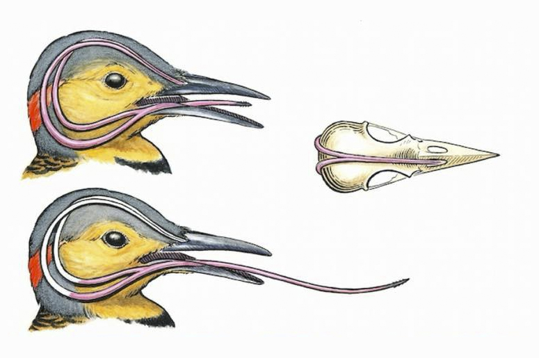 Бывают ли у дятла сотрясения мозга - Наука: новости и видео