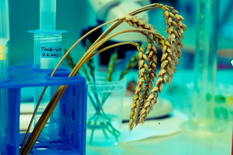 Нельзя скушать. Генетики создают ГМО-шедевры вопреки нелепым запретам - фото 6