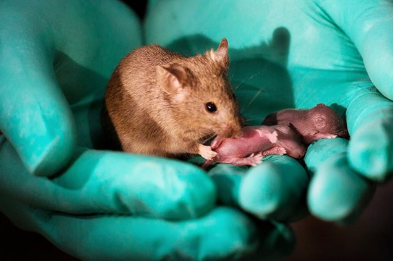 Искусственное получение потомства. Подопытные мыши. Генетическая мышь.