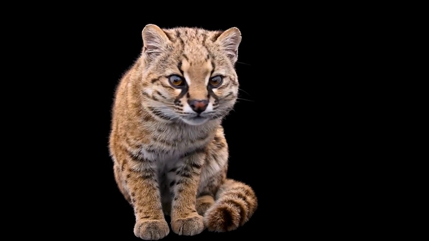 Появилась аудиозапись «щебетанья» самой маленькой дикой кошки - Телеканал  Наука