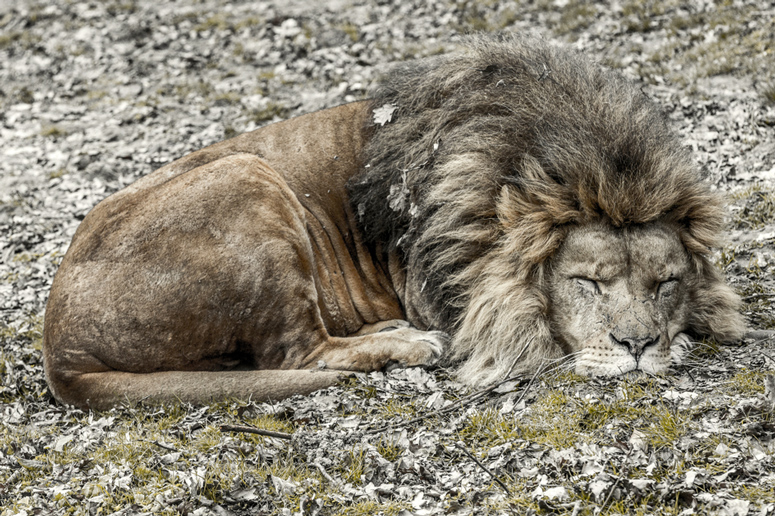 A lion sleep during the day. Сон Льва фото.