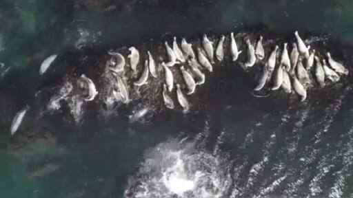Морские млекопитающие Охотского моря: тюлени и нерпы