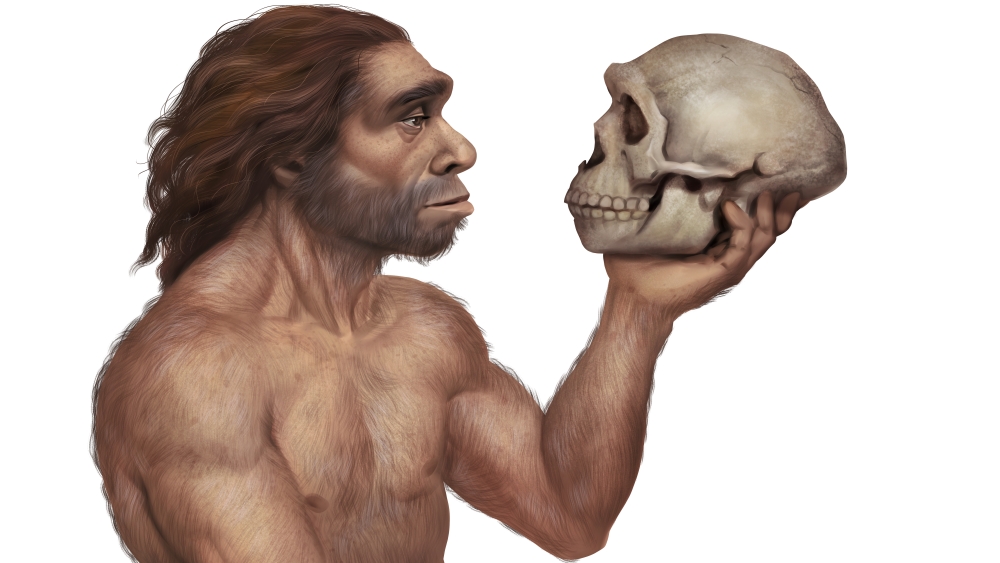 Генетики поняли, чем отличается развитие мозга у неандертальцев и  современных людей - Телеканал "Наука"