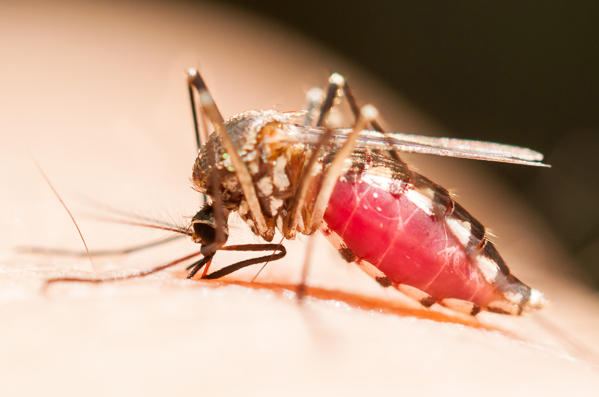 Любопытные факты о комарах - Телеканал "Наука"