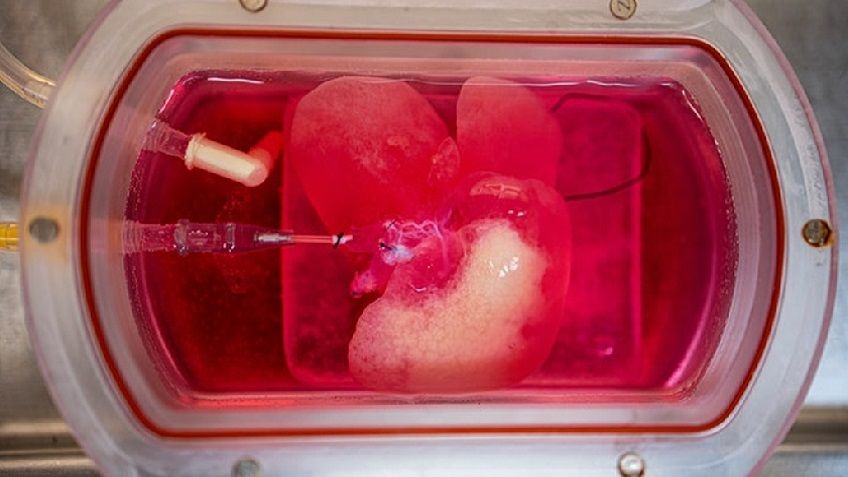 Искусственная печень: ученые подтверждают, это уже реальность