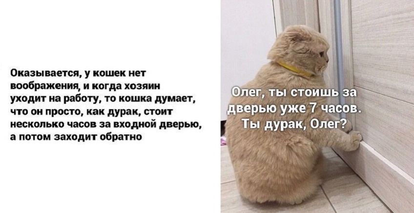 Фелинолог опровергла утверждение из популярного мема о кошках - Телеканал  "Наука"