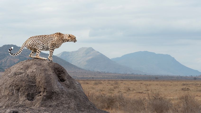 Редкого гепарда заметили в горах Алжира впервые за 10 лет - Телеканал  Наука