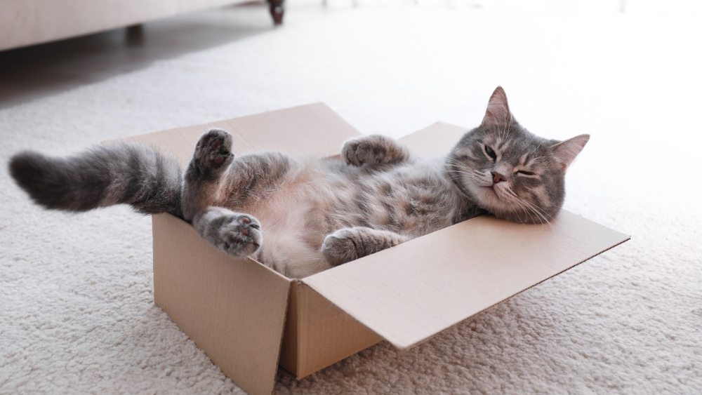 Ученые выяснили, почему кошки так любят коробки - Телеканал "Наука"