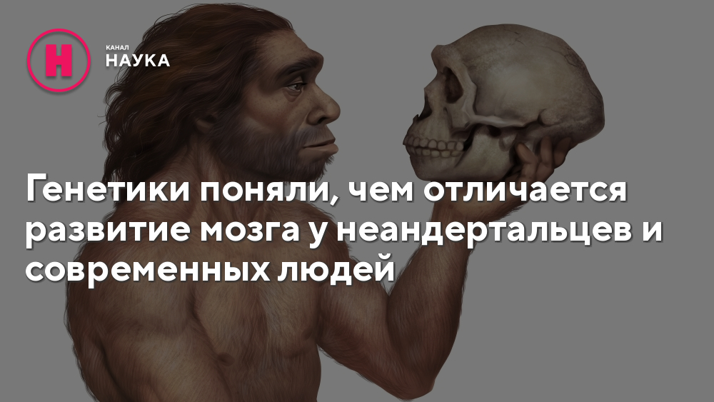 Генетики поняли, чем отличается развитие мозга у неандертальцев и  современных людей - Телеканал "Наука"