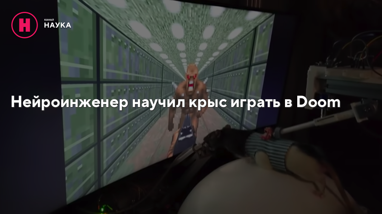 Нейроинженер научил крыс играть в Doom - Телеканал 