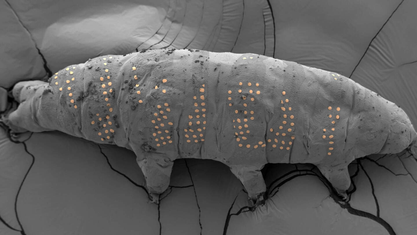 Лучшие научные снимки 2025 года 