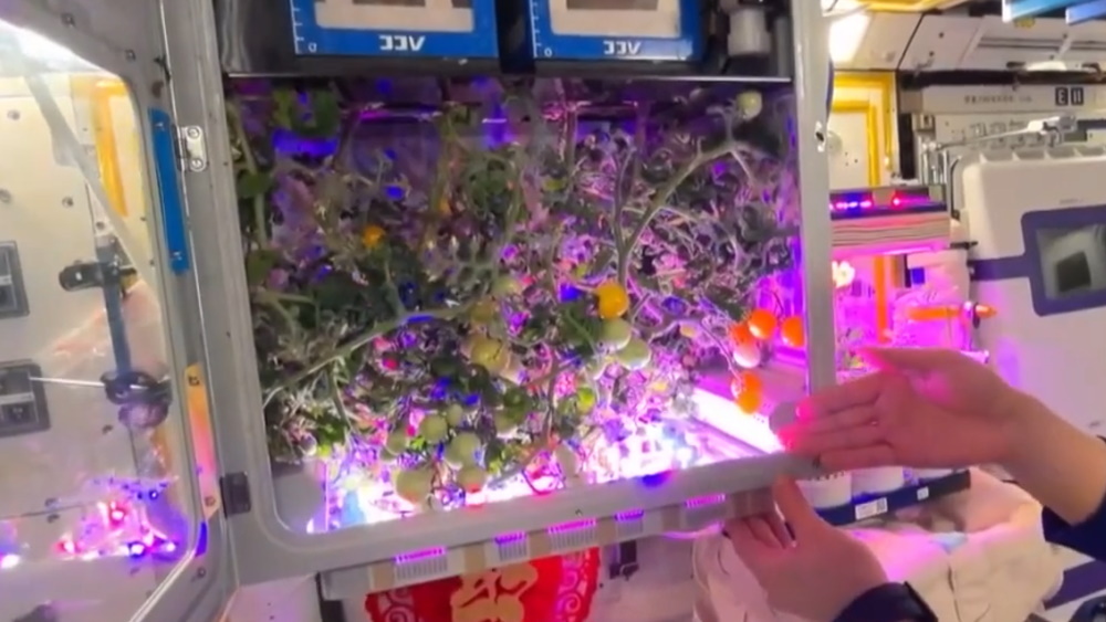 На китайской орбитальной станции вырастили помидоры к Новому году: видео