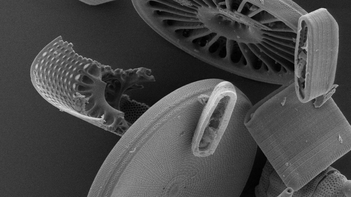 Modern diatoms under SEM 5