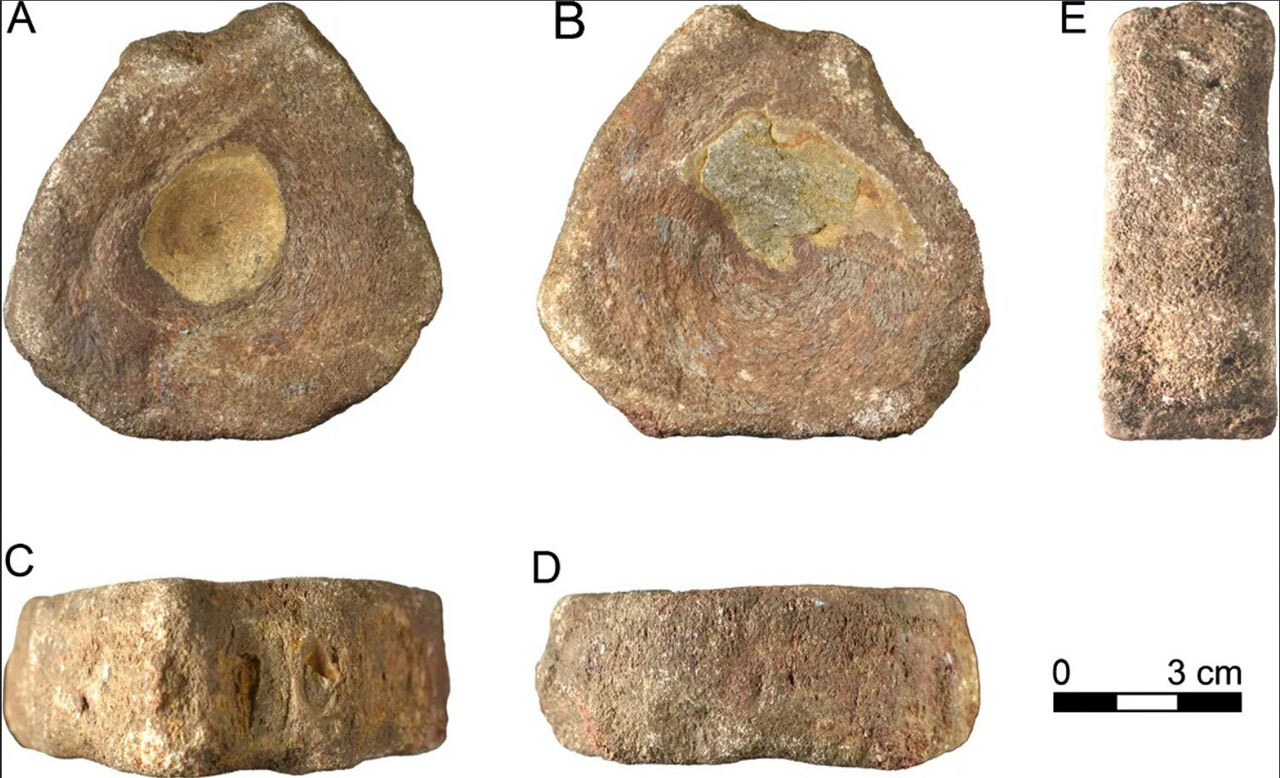 Впервые в истории позвонок ихтиозавра нашли в римской Британии 1800 лет назад