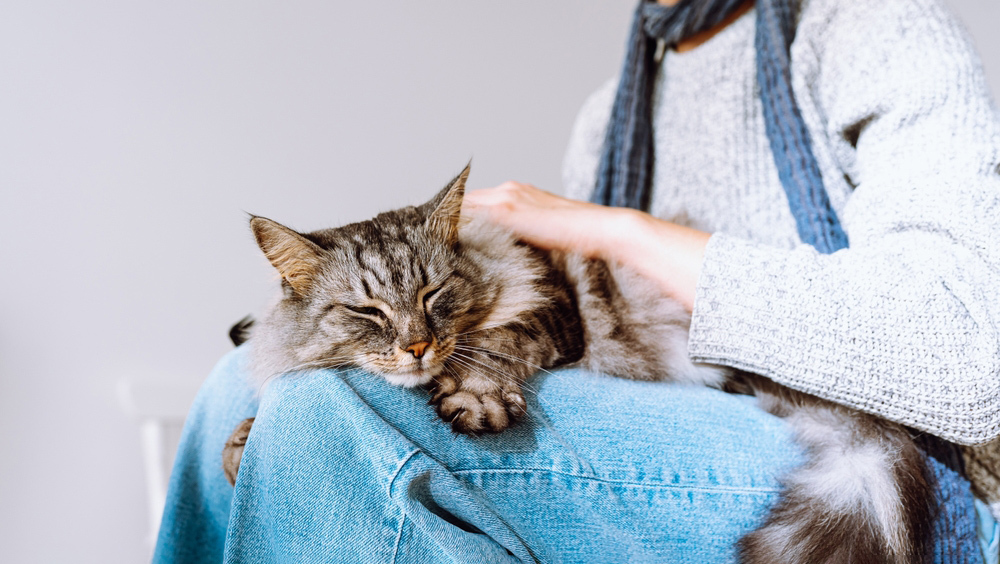 кошки, привязанность