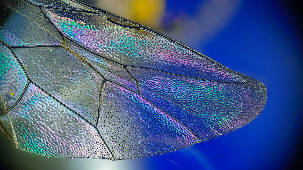 Крыло осы-наездника под микроскопом
