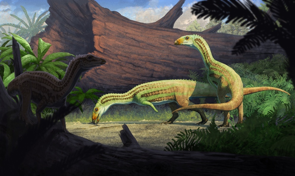 Sonselasuchus cedrus