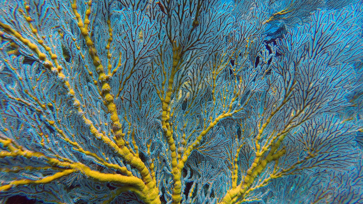 Мягкий коралл. Снято на Бали в районе Амед.