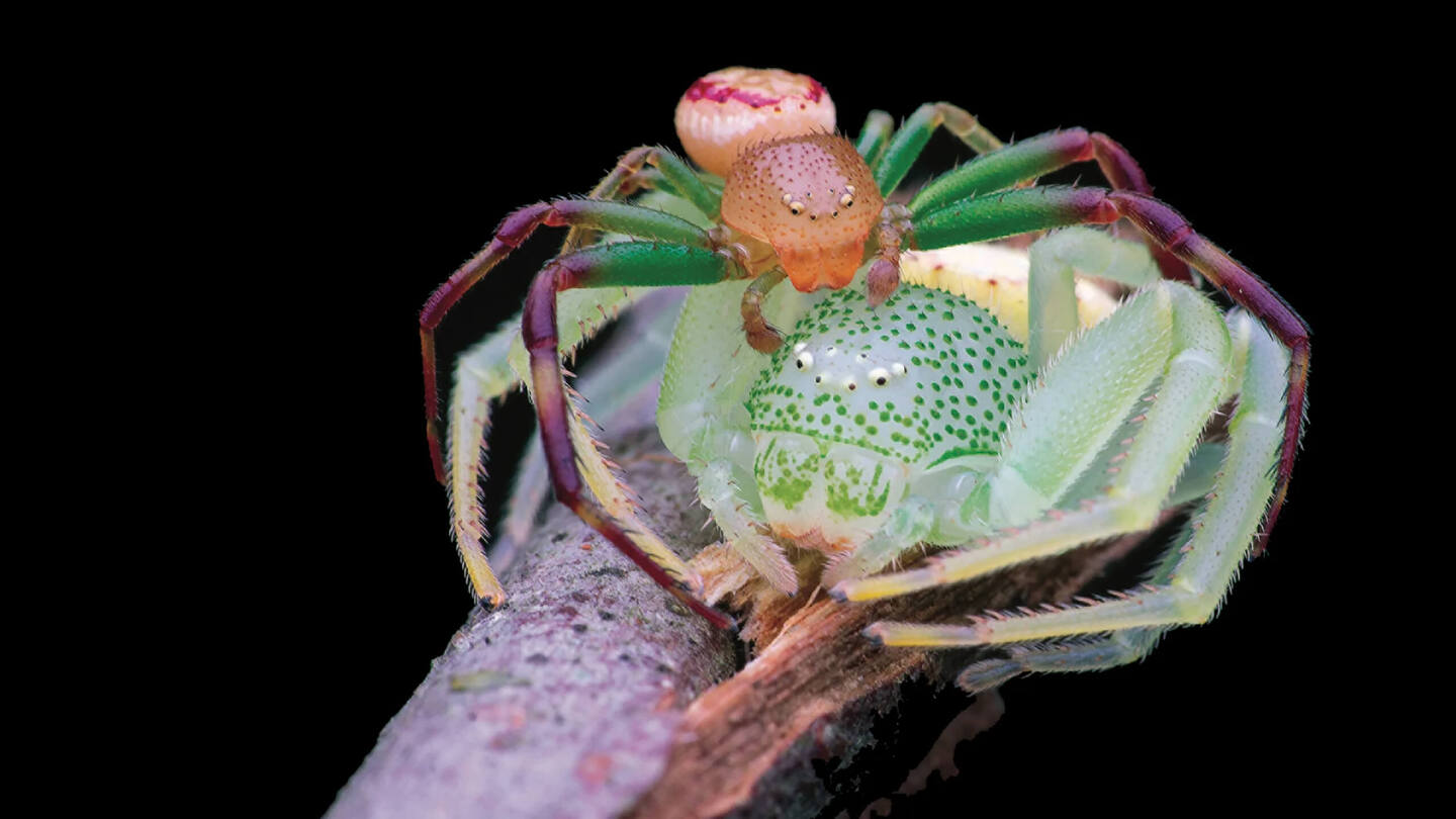 Фото: Лучшие научные снимки 2025 года