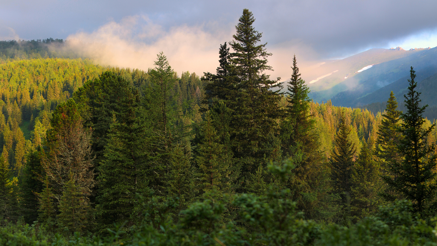 сибирский лес