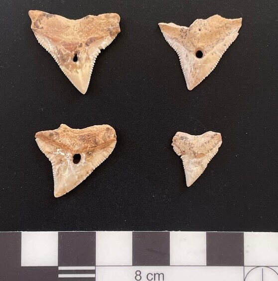 Акульи 7000 летние зубы 