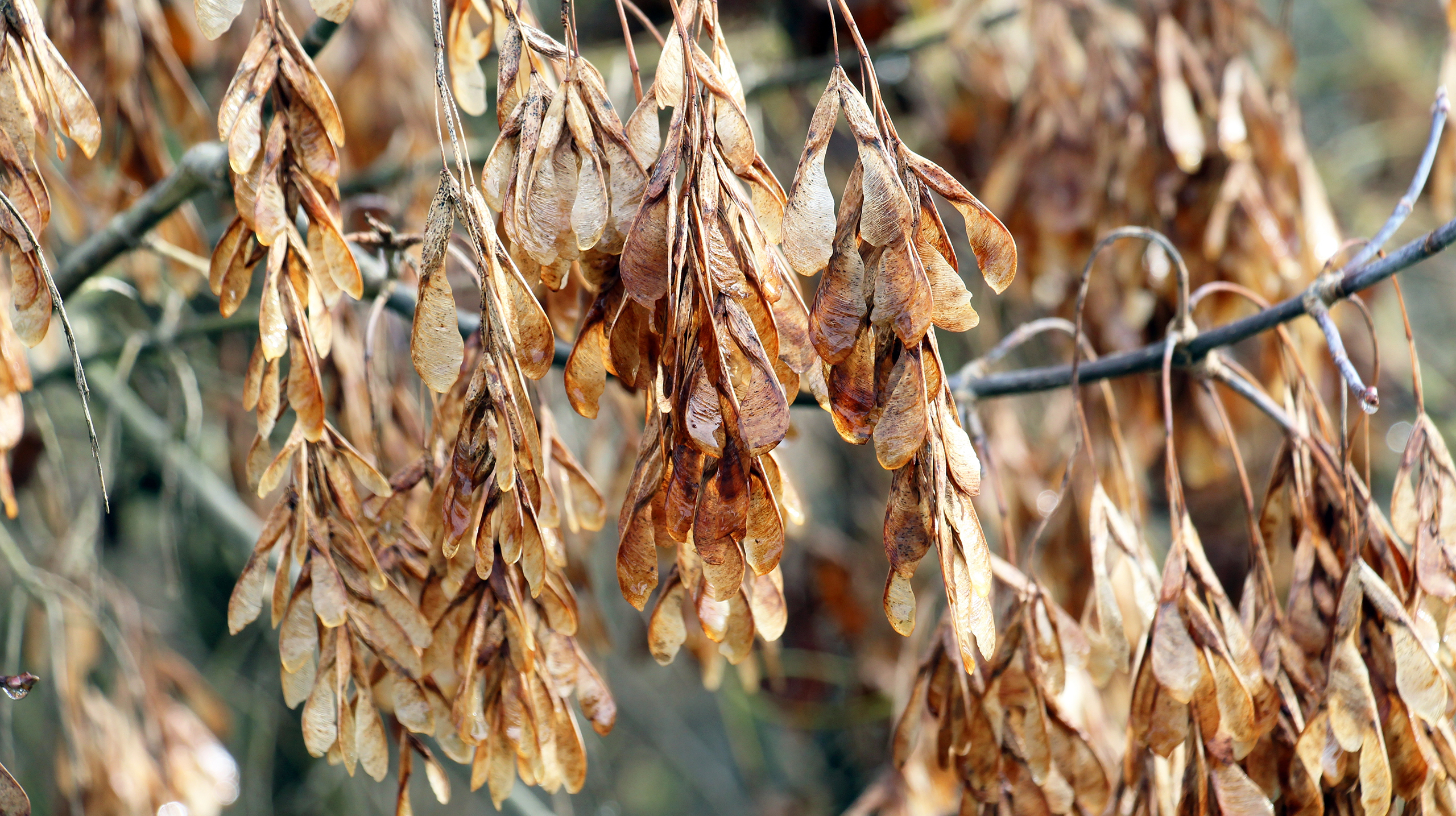 Американский клен