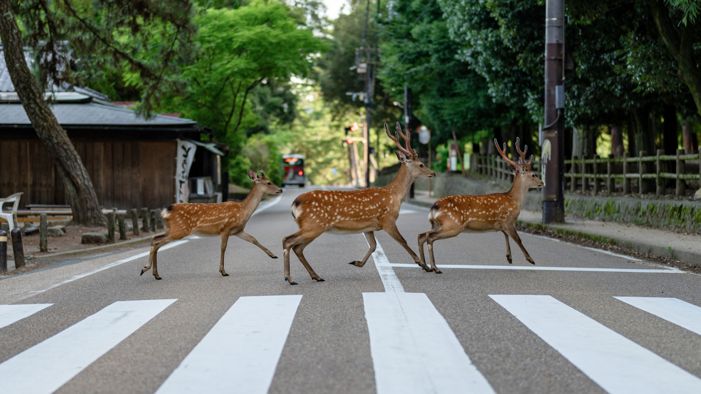 Пятнистый олень