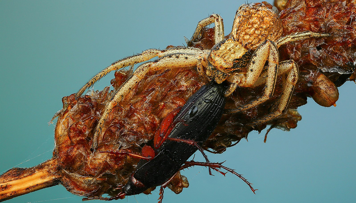 Пауки рода Xysticus, как и другие пауки, питаются разными видами насекомых