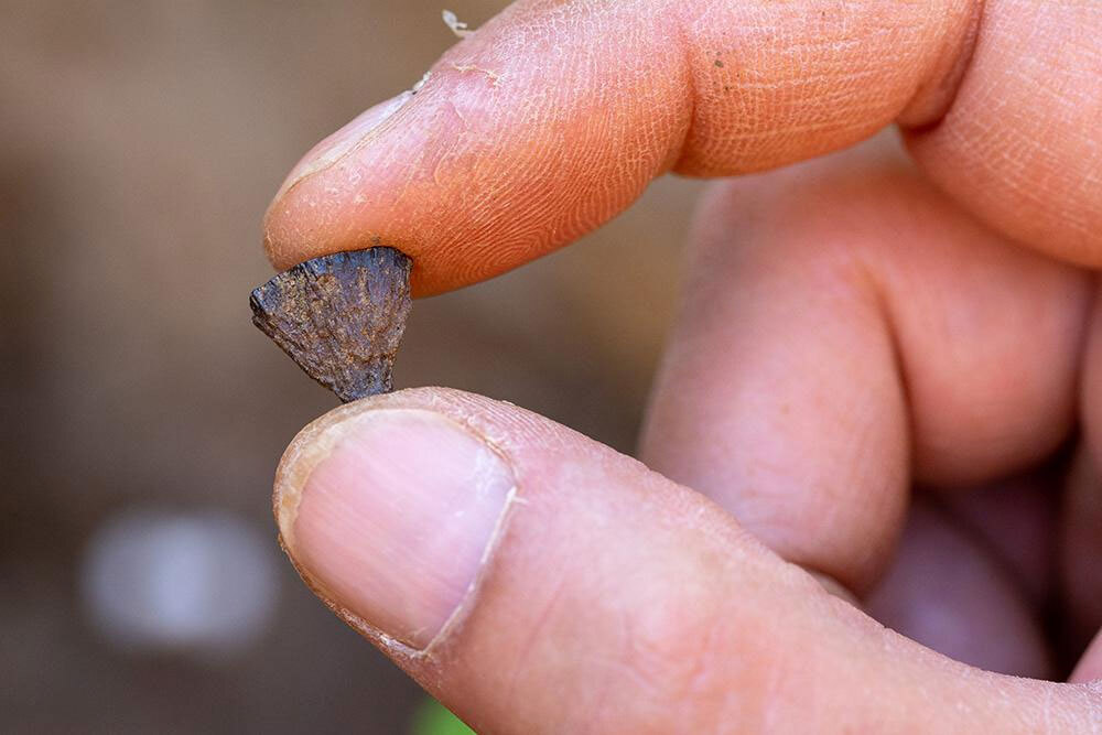 Люди освоили огонь