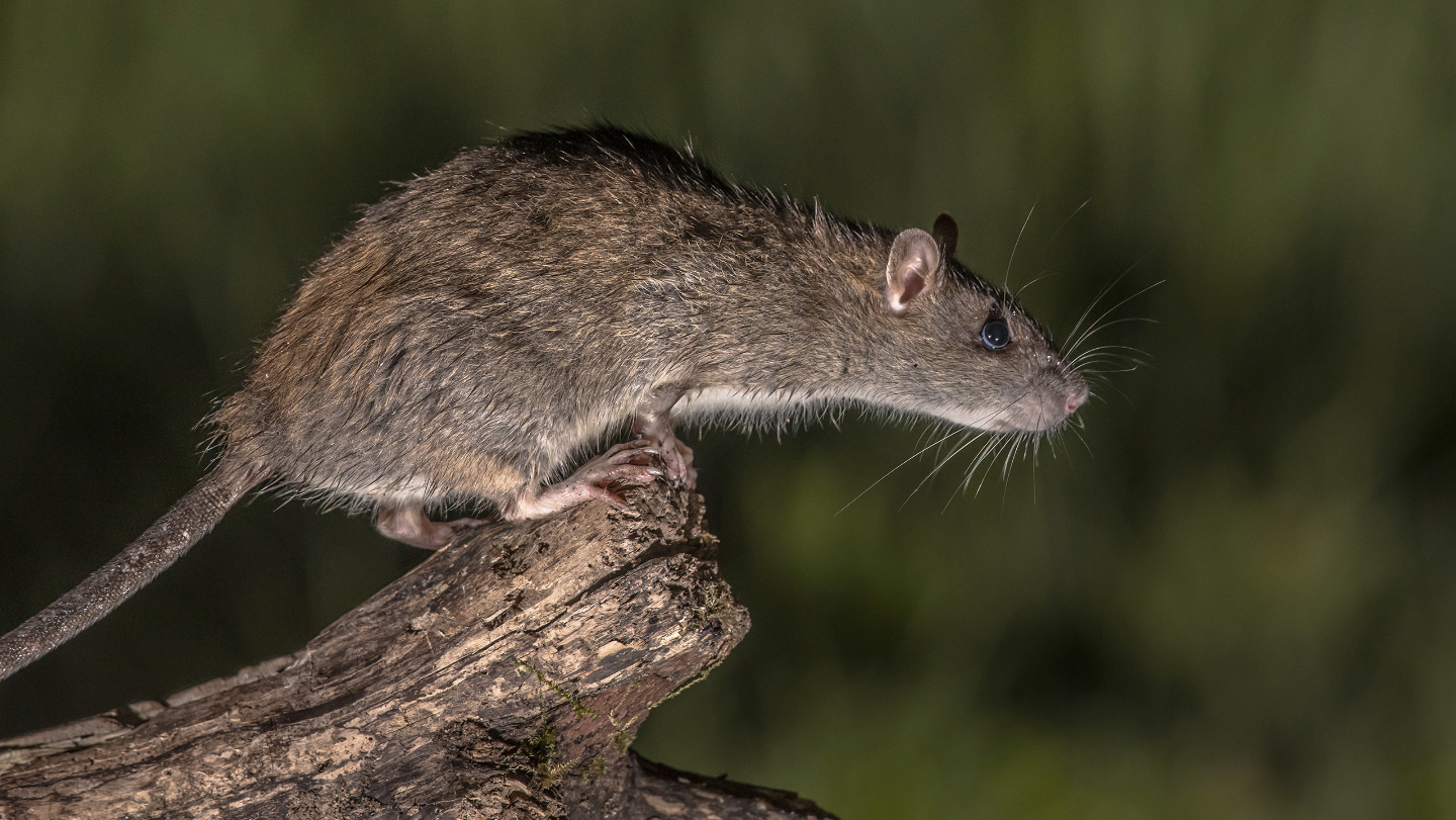 Аденовирусы