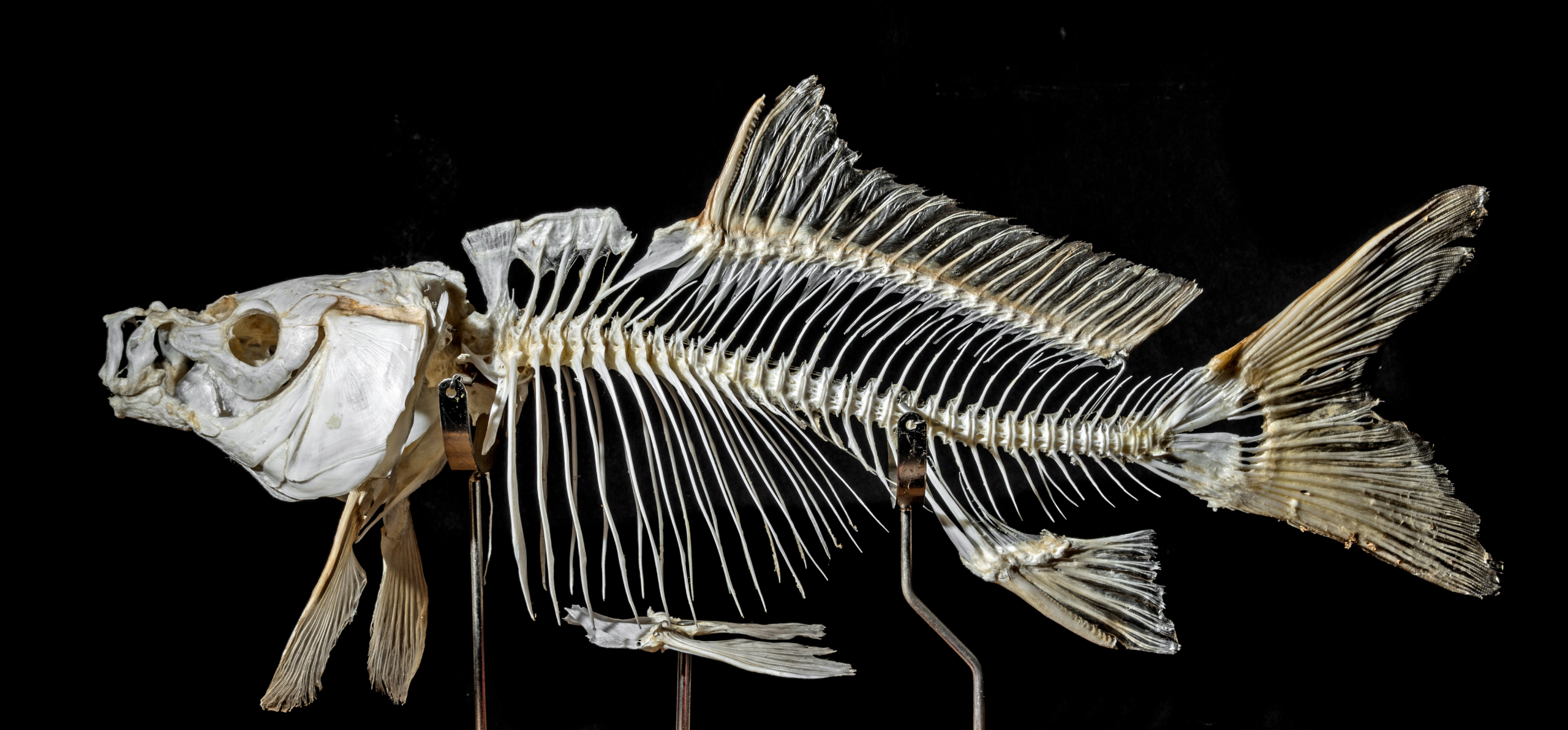 Скелет карпа