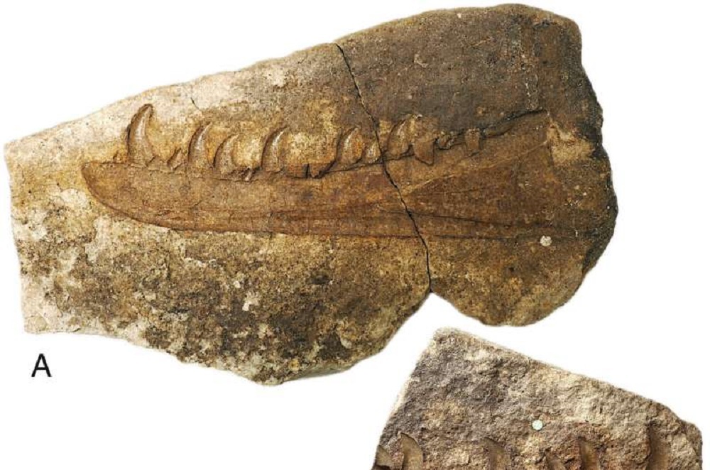 окаменелость 