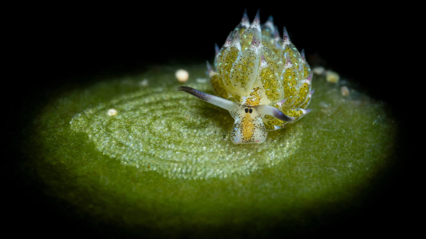 Фото: Лучшие научные снимки 2025 года