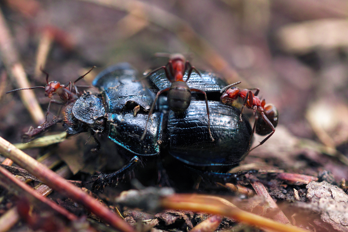 Группа муравьев 