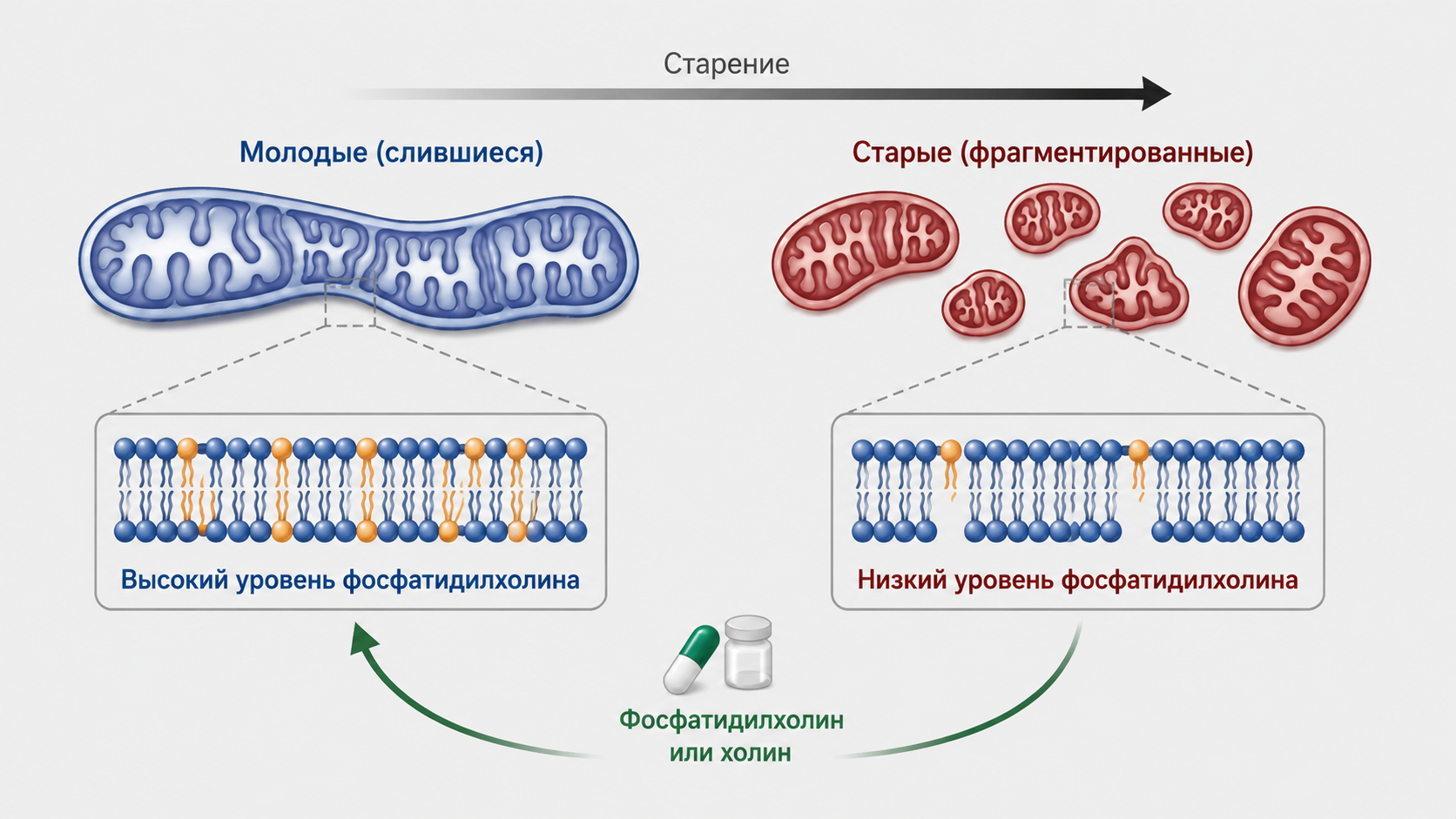 старение, клетки