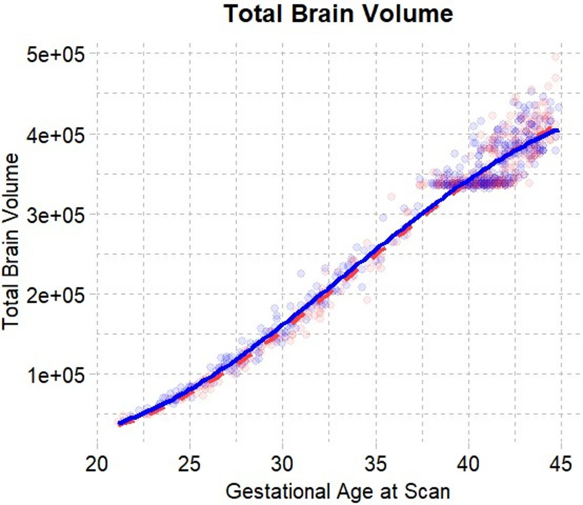 Половые различия в мозге