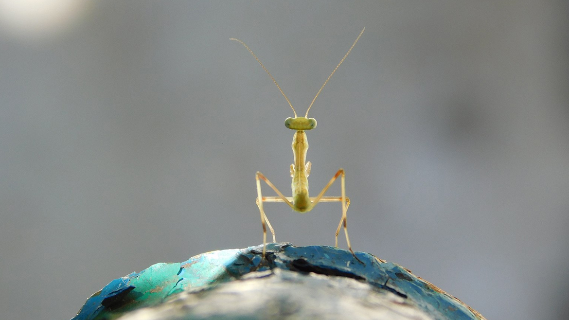 Mantis religiosa. Фотография сделана в ходе экспедиции Зоологического института РАН на Северном Кавказе