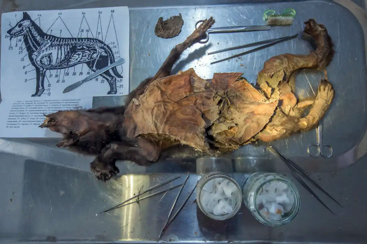 Геном шерстистого носорога в желудке умершего 14 400 лет назад волчонка