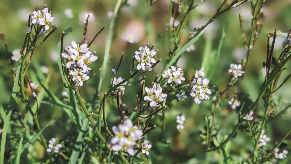Растения, которые касаются друг друга, более устойчивы к стрессу — открытие