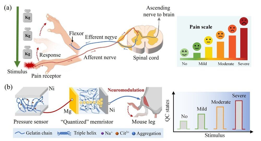 Искусственный рецептор с чувствительностью к боли