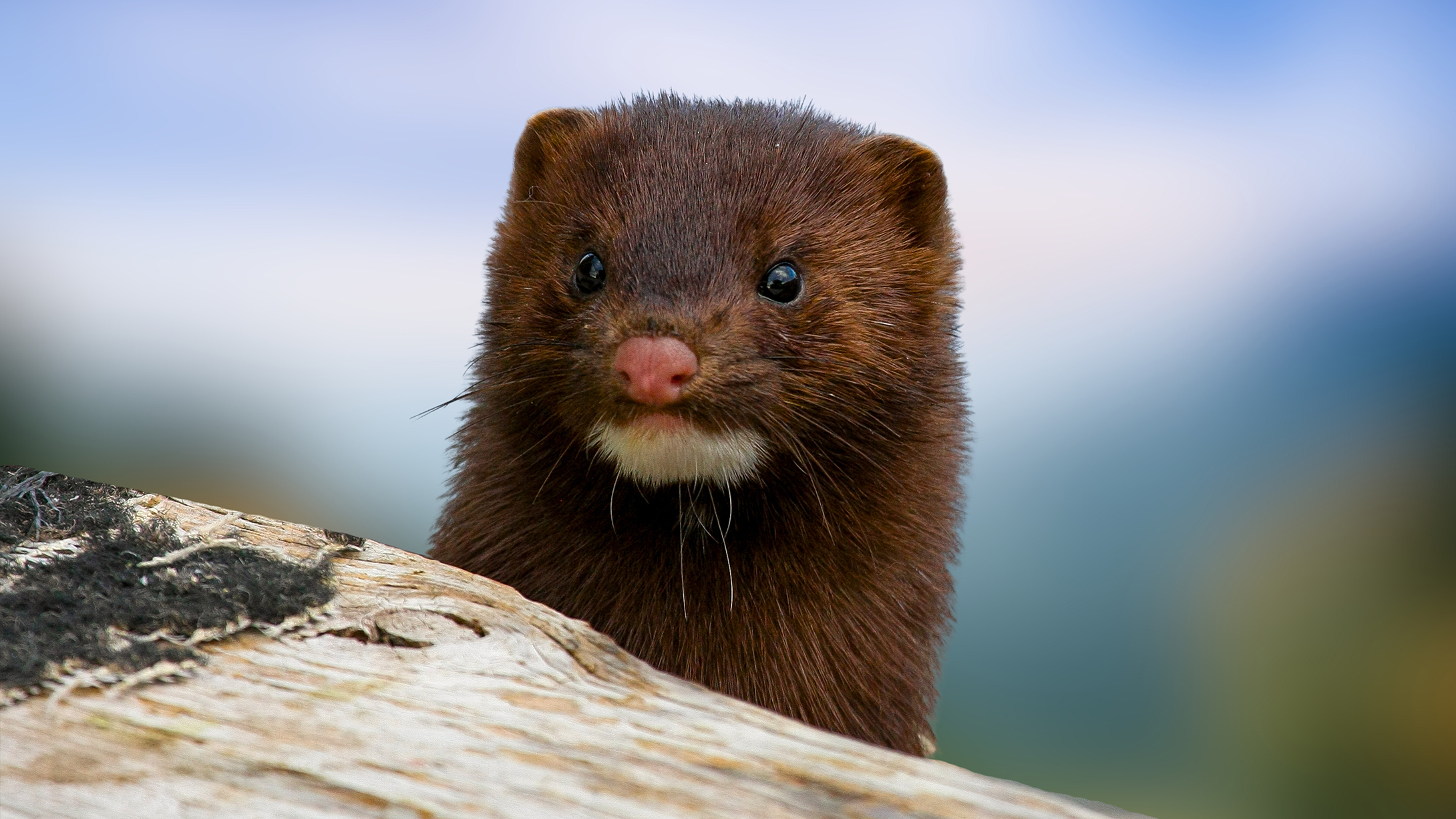 куница, американская норка