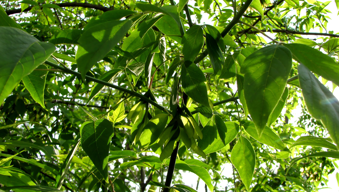 американский клен