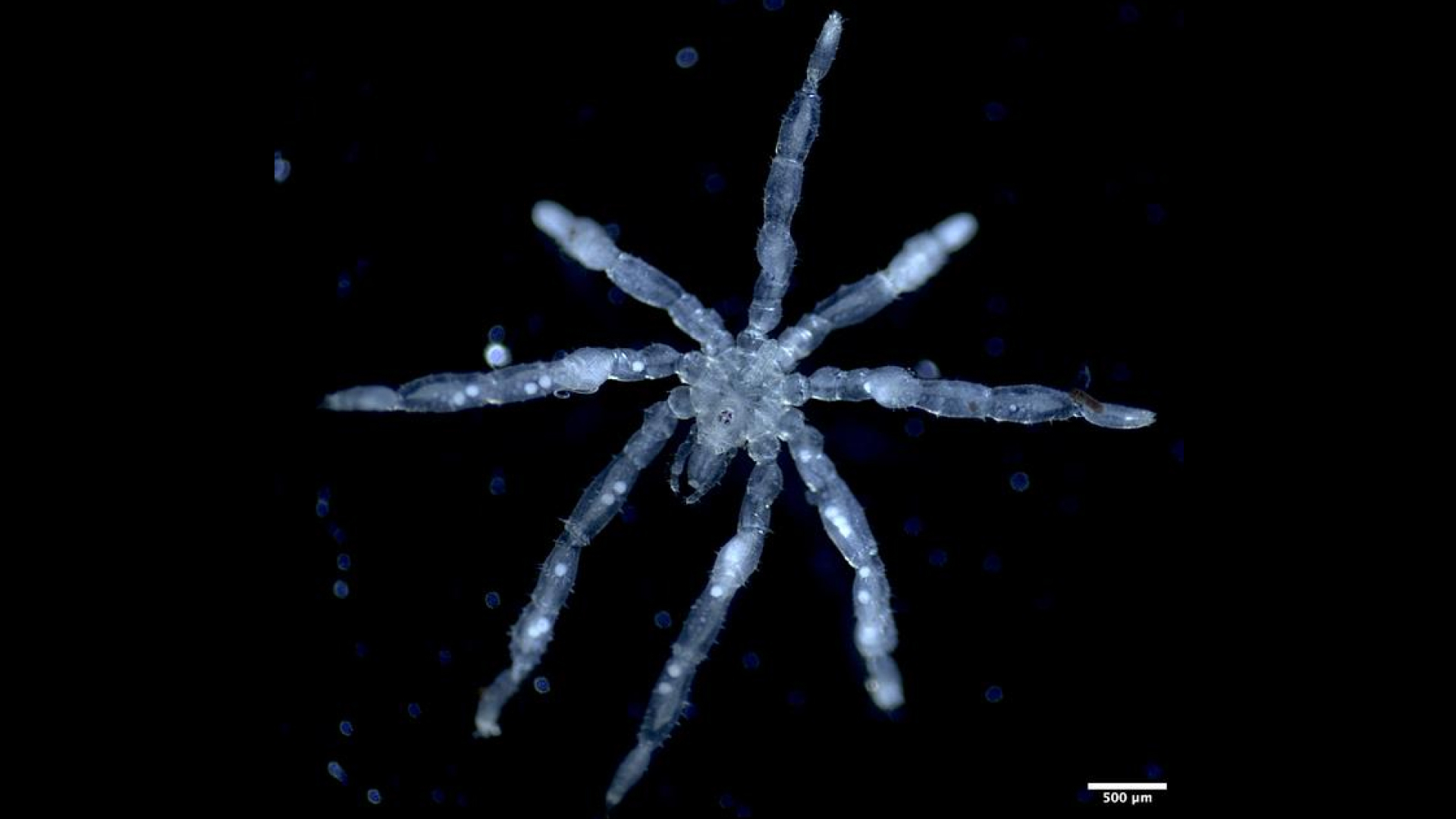 Tanystylum kiixin