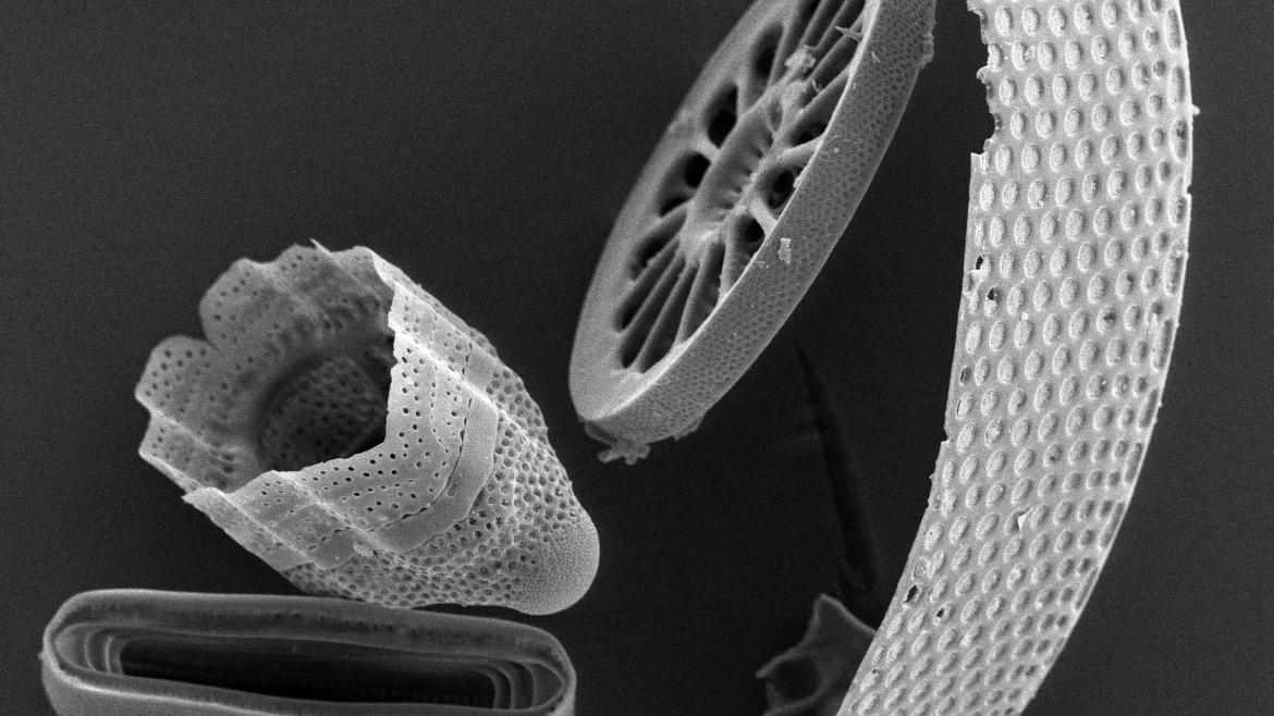 Modern diatoms under SEM 4