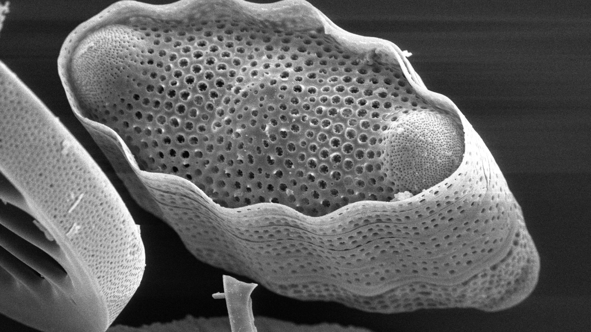 Modern diatoms under SEM 2