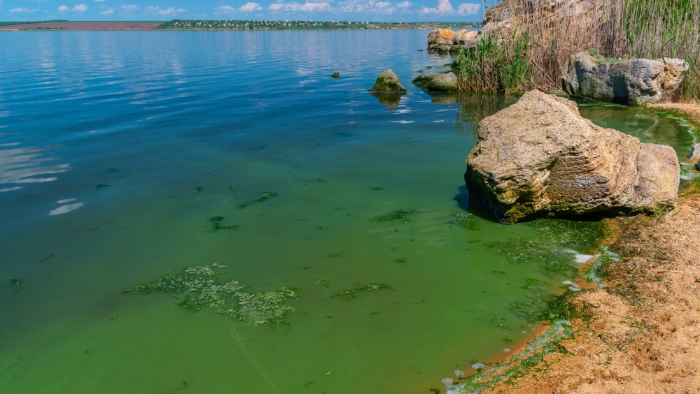 В московских прудах найдены токсичные штаммы цианобактерий