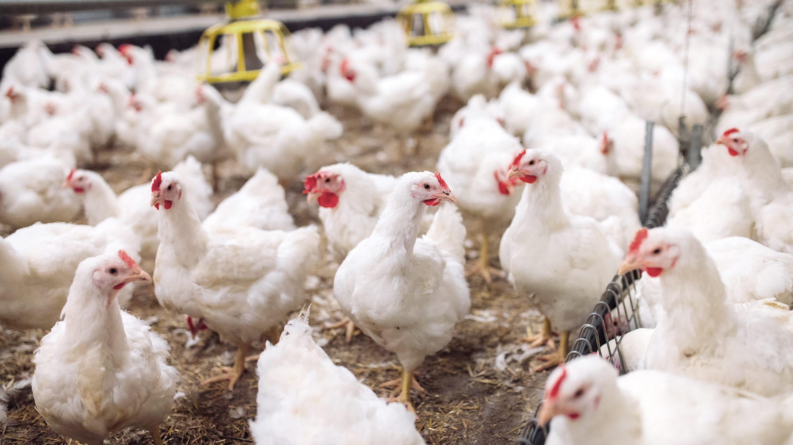 Птичий грипп